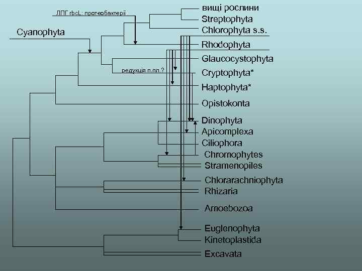 ЛПГ rbc. L: протеобактерії Cyanophyta вищі рослини Streptophyta Chlorophyta s. s. Rhodophyta Glaucocystophyta редукція