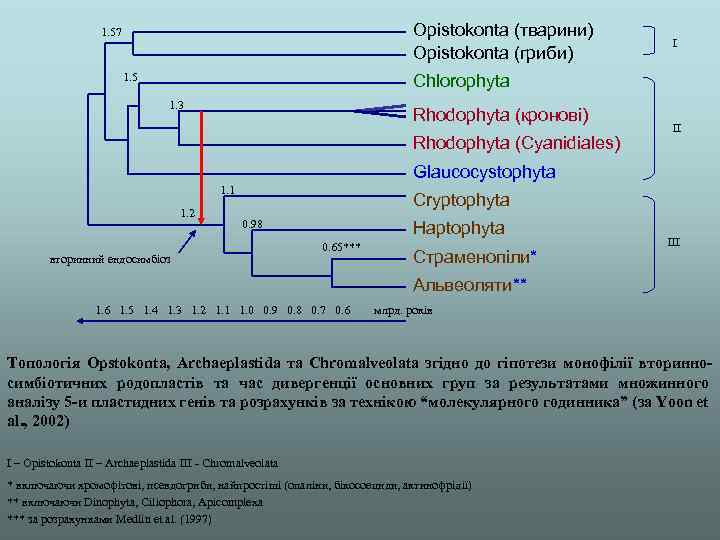 Opistokonta (тварини) Opistokonta (гриби) 1. 57 1. 5 І Chlorophyta 1. 3 Rhodophyta (кронові)