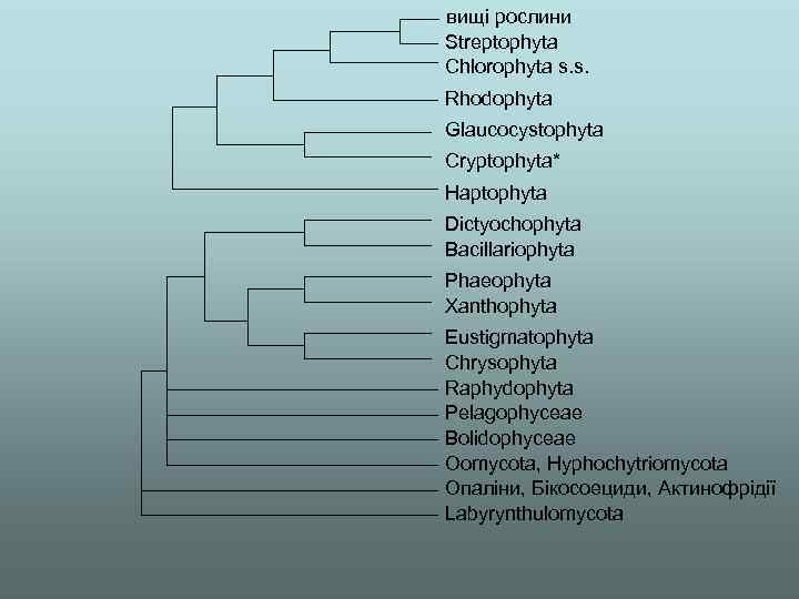 вищі рослини Streptophyta Chlorophyta s. s. Rhodophyta Glaucocystophyta Cryptophyta* Haptophyta Dictyochophyta Bacillariophyta Phaeophyta Xanthophyta