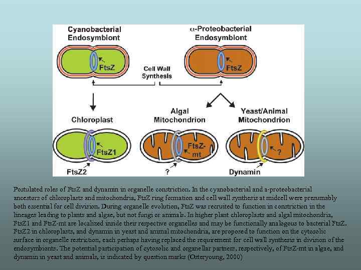 Postulated roles of Fts. Z and dynamin in organelle constriction. In the cyanobacterial and