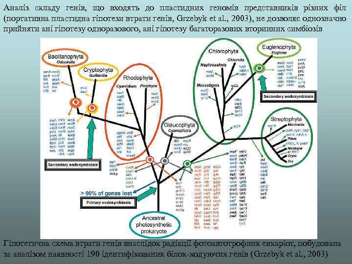 Аналіз складу генів, що входять до пластидних геномів представників різних філ (портативна пластидна гіпотези