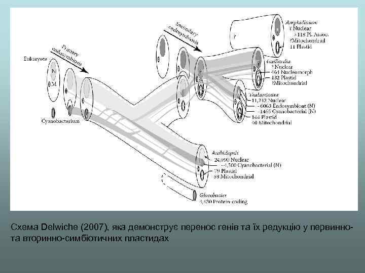 Схема Delwiche (2007), яка демонструє перенос генів та їх редукцію у первиннота вторинно-симбіотичних пластидах