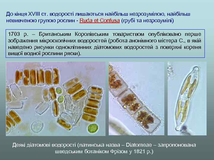 До кінця XVIII ст. водорості лишаються найбільш незрозумілою, найбільш невивченою групою рослин - Ruda