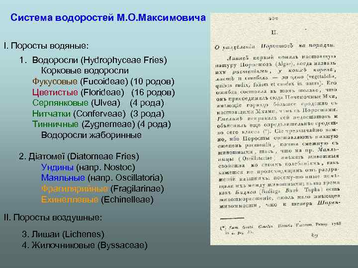 Система водоростей М. О. Максимовича I. Поросты водяные: 1. Водоросли (Hydrophyceae Fries) Корковые водоросли