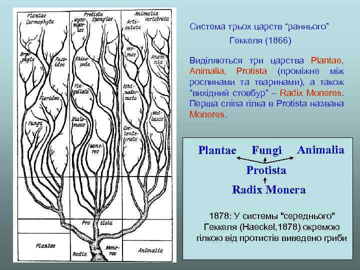 Система трьох царств “раннього” Геккеля (1866) Виділяються три царства Plantae, Animalia, Protista (проміжне між