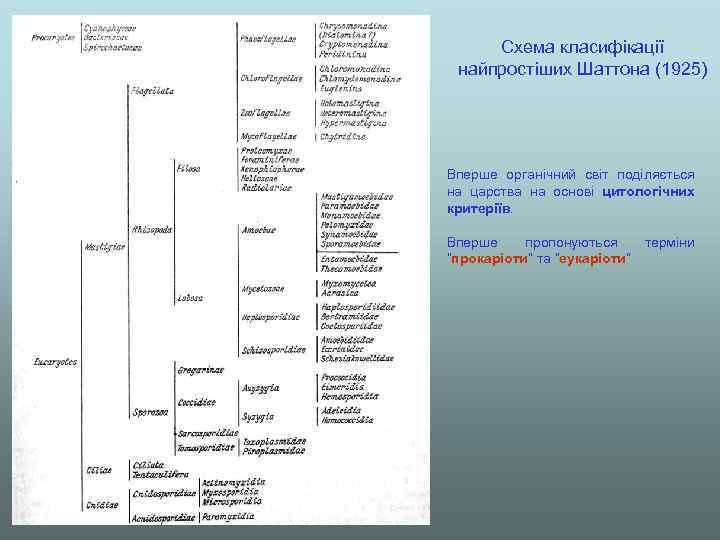 Схема класифікації найпростіших Шаттона (1925) Вперше органічний світ поділяється на царства на основі цитологічних
