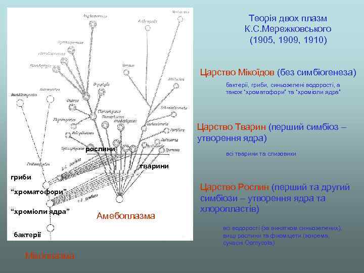 Теорія двох плазм К. С. Мережковського (1905, 1909, 1910) Царство Мікоїдов (без симбіогенеза) бактерії,