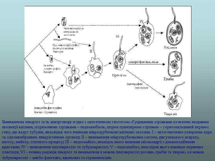 Виникнення евкаріот та їх дивергенція згідно з синтетичною гіпотезою. Суцільними стрілками позначені напрямки еволюції