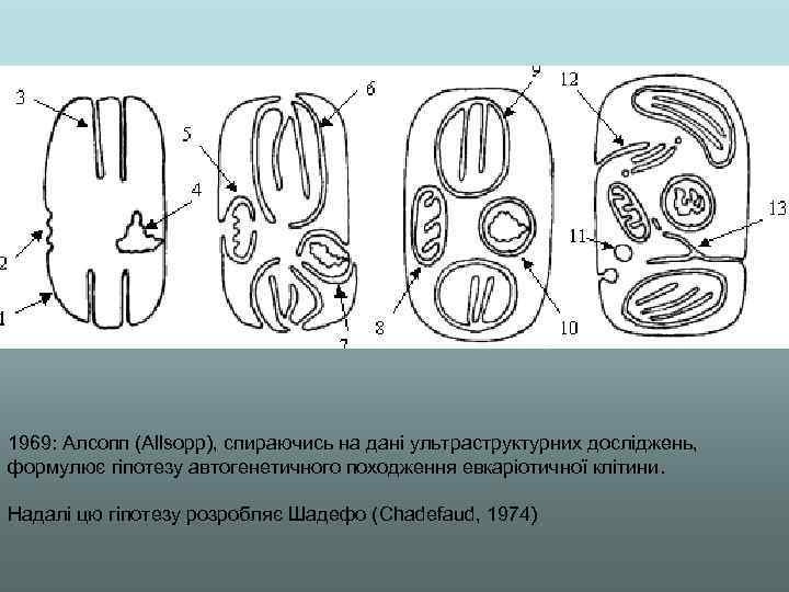 1969: Алсопп (Allsopp), спираючись на дані ультраструктурних досліджень, формулює гіпотезу автогенетичного походження евкаріотичної клітини.