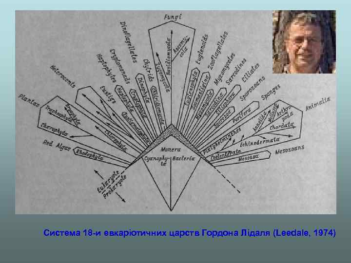 Система 18 -и евкаріотичних царств Гордона Лідаля (Leedale, 1974) 