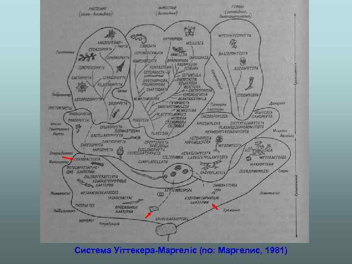 Система Уіттекера-Маргеліс (по: Маргелис, 1981) 