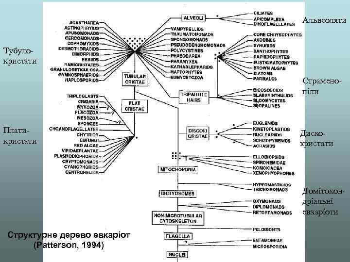 Альвеоляти Тубулокристати Страменопіли Платикристати Дискокристати Домітохондріальні евкаріоти Cтруктурне дерево евкаріот (Patterson, 1994) 