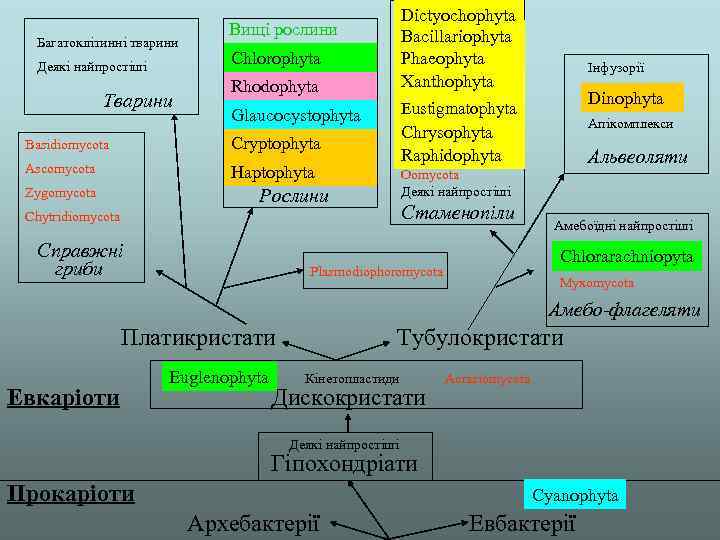 Багатоклітинні тварини Деякі найпростіші Тварини Rhodophyta Dictyochophyta Bacillariophyta Phaeophyta Xanthophyta Glaucocystophyta Eustigmatophyta Вищі рослини