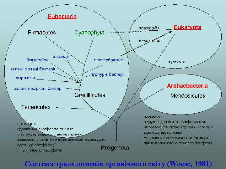 Eubacteria Firmacutes Cyanophyta пластиди Eukaryota мітохондрії бактероїди хламідії протеобактерії еукаріоти зелені сірчані бактерії спірохети
