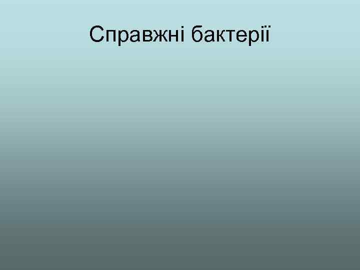 Справжні бактерії 