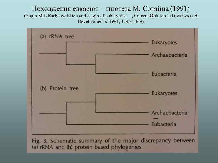 Походження евкаріот – гіпотеза М. Согайна (1991) (Sogin M. L Early evolution and origin