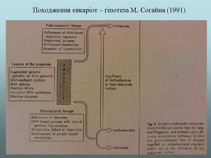 Походження евкаріот – гіпотеза М. Согайна (1991) 