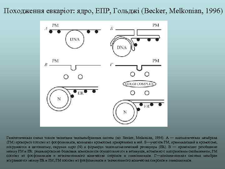 Походження евкаріот: ядро, ЕПР, Гольджі (Becker, Melkonian, 1996) Гипотетическая схема этапов эволюции эндомембранных систем