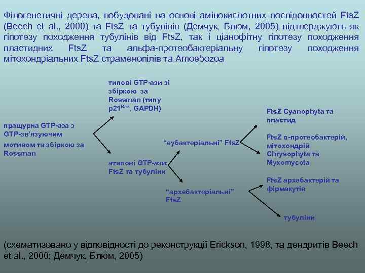 Філогенетичні дерева, побудовані на основі амінокислотних послідовностей Fts. Z (Beech et al. , 2000)