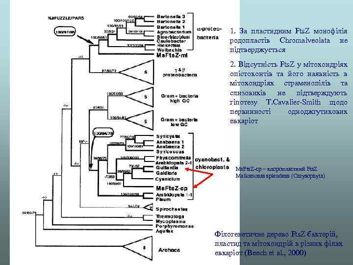 1. За пластидним Fts. Z монофілія родопластів Chromalveolata не підтверджується 2. Відсутність Fts. Z