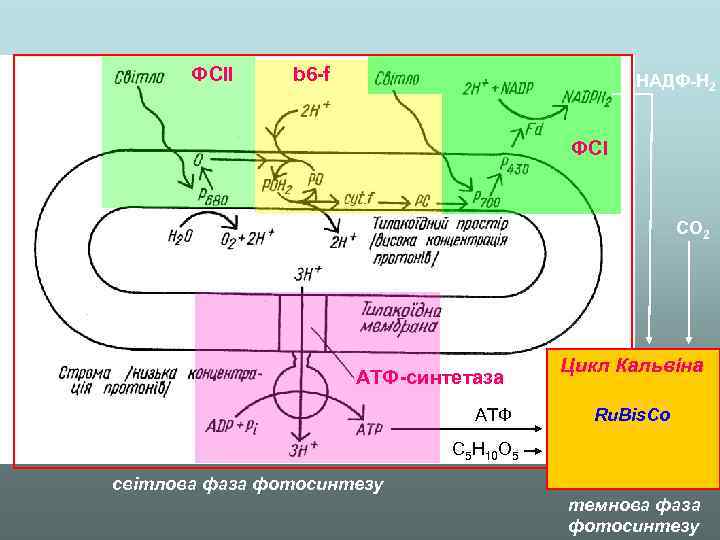 ФСІІ b 6 -f НАДФ-Н 2 ФСІ CO 2 АТФ-синтетаза АТФ Цикл Кальвіна Ru.