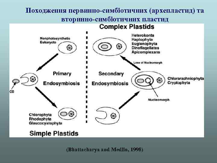 Походження первинно-симбіотичних (архепластид) та вторинно-симбіотичних пластид (Bhattacharya and Medlin, 1998) 