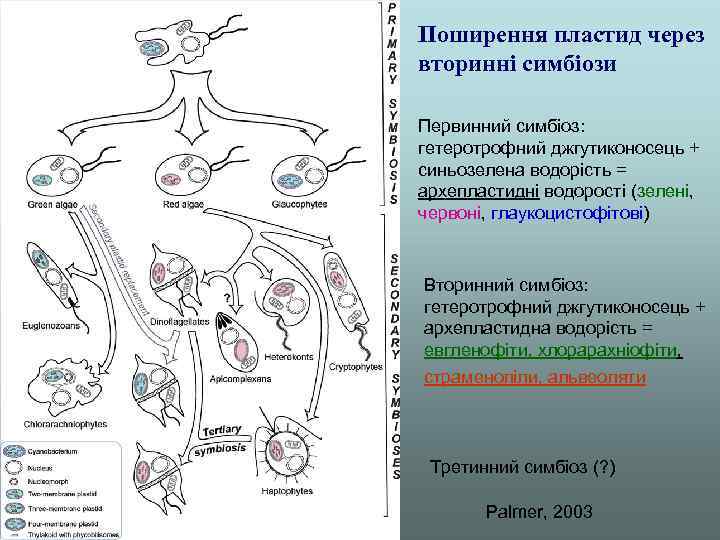 Поширення пластид через вторинні симбіози Первинний симбіоз: гетеротрофний джгутиконосець + синьозелена водорість = архепластидні