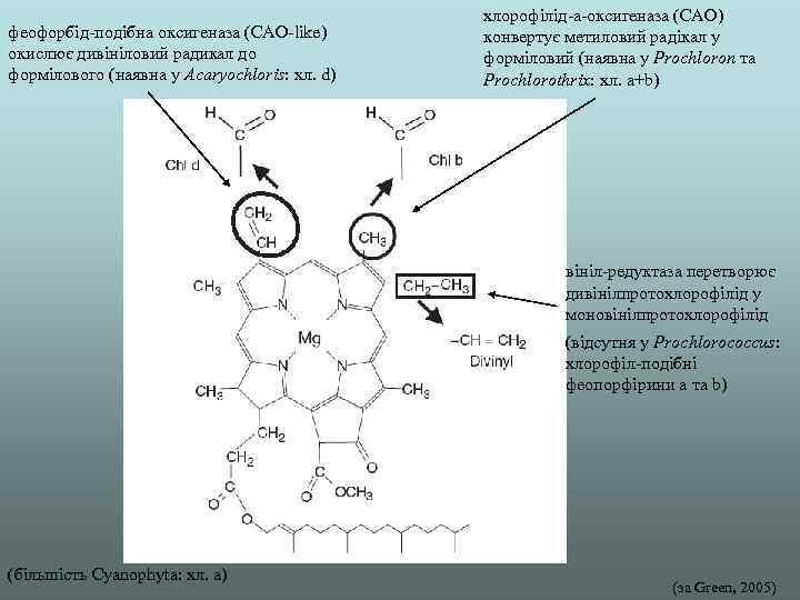 феофорбід-подібна оксигеназа (CAO-like) окислює дивініловий радикал до формілового (наявна у Acaryochloris: хл. d) хлорофілід-а-оксигеназа