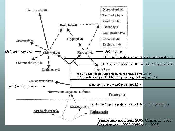 LHC, cao => хл. a+b LHC => хл. a ЛП cao (хлорофілід-а-оксигеназа): прохлорофітові ЛП