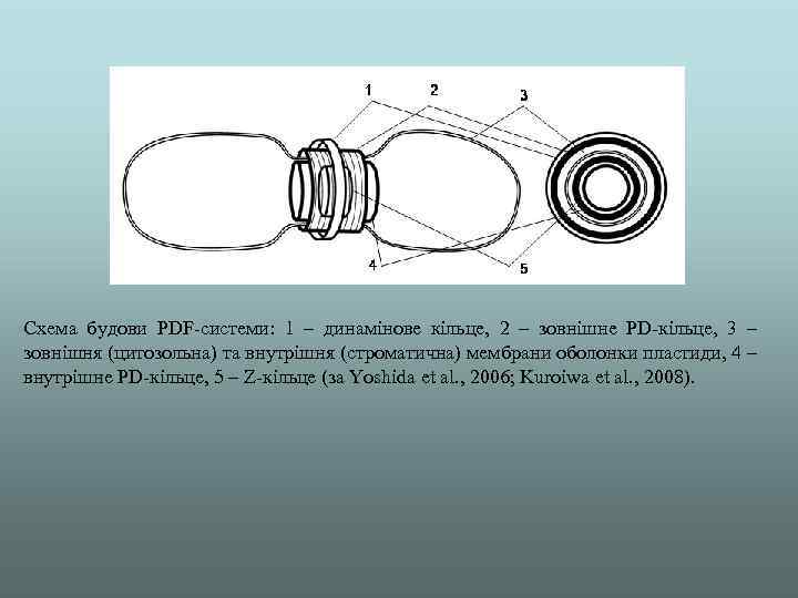 Схема будови PDF-системи: 1 – динамінове кільце, 2 – зовнішне PD-кільце, 3 – зовнішня