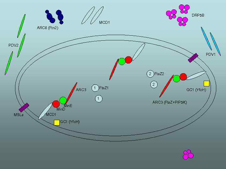 DRP 5 B MCD 1 ARC 6 (Ftn 2) PDV 2 PDV 1 2