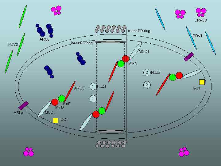 DRP 5 B outer PD-ring PDV 1 ARC 6 inner PD-ring PDV 2 MCD