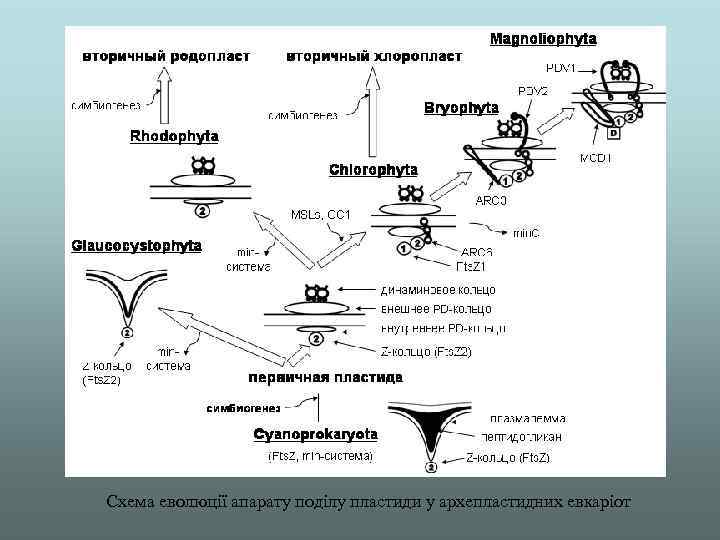 Схема eволюції апарату поділу пластиди у архепластидних евкаріот 