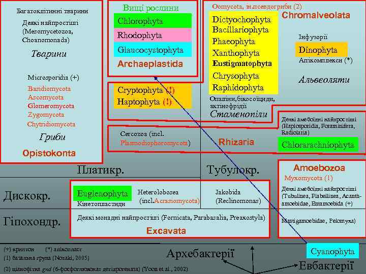 Багатоклітинні тварини Вищі рослини Chlorophyta Oomycota, ін. псевдогриби (2) Chromalveolata Glaucocystophyta Тварини Dictyochophyta Bacillariophyta