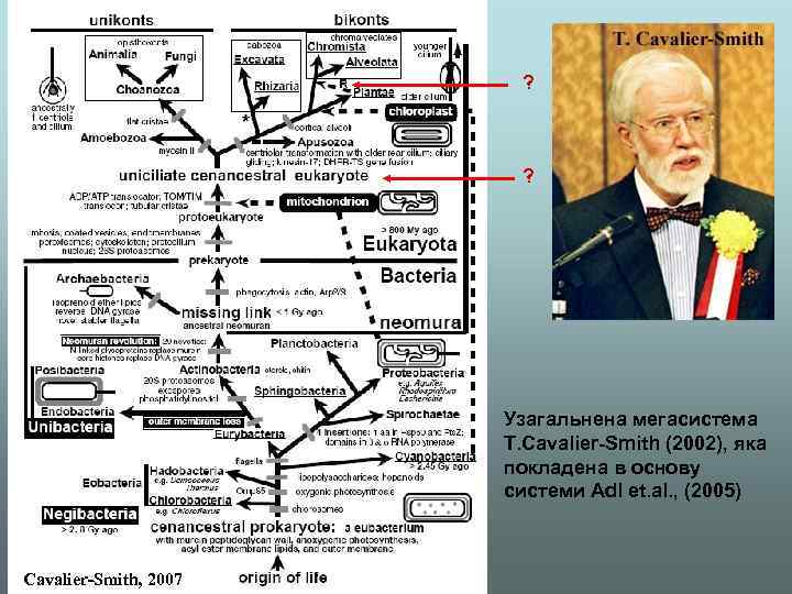 ? ? Узагальнена мегасистема Т. Cavalier-Smith (2002), яка покладена в основу системи Adl et.