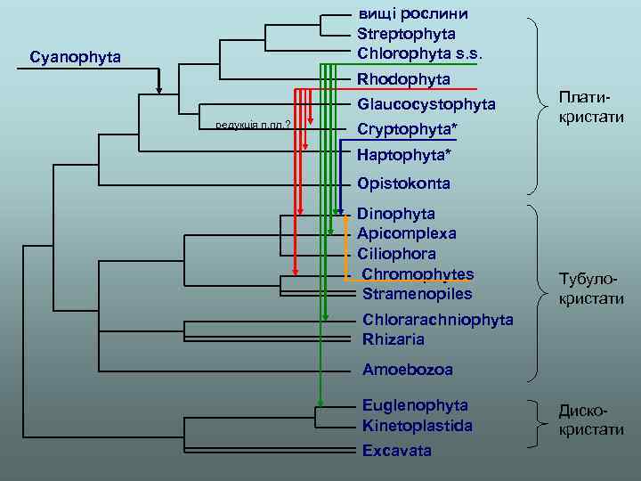 вищі рослини Streptophyta Chlorophyta s. s. Cyanophyta Rhodophyta Glaucocystophyta редукція п. пл. ? Cryptophyta*
