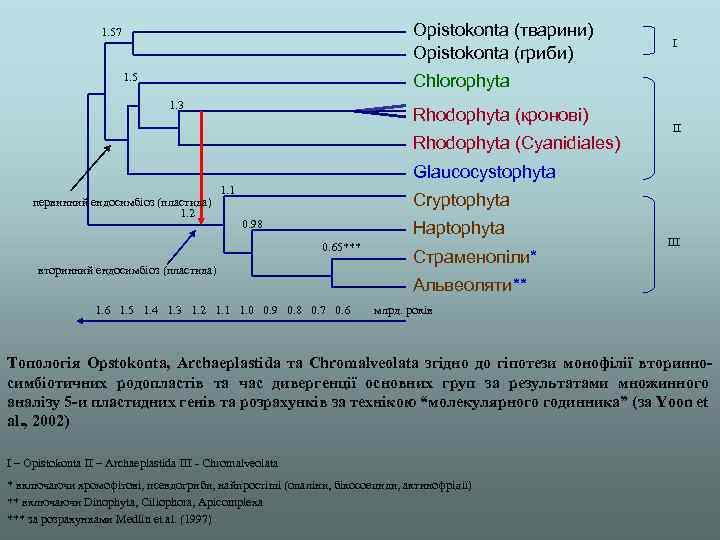 Opistokonta (тварини) Opistokonta (гриби) 1. 57 1. 5 І Chlorophyta 1. 3 Rhodophyta (кронові)