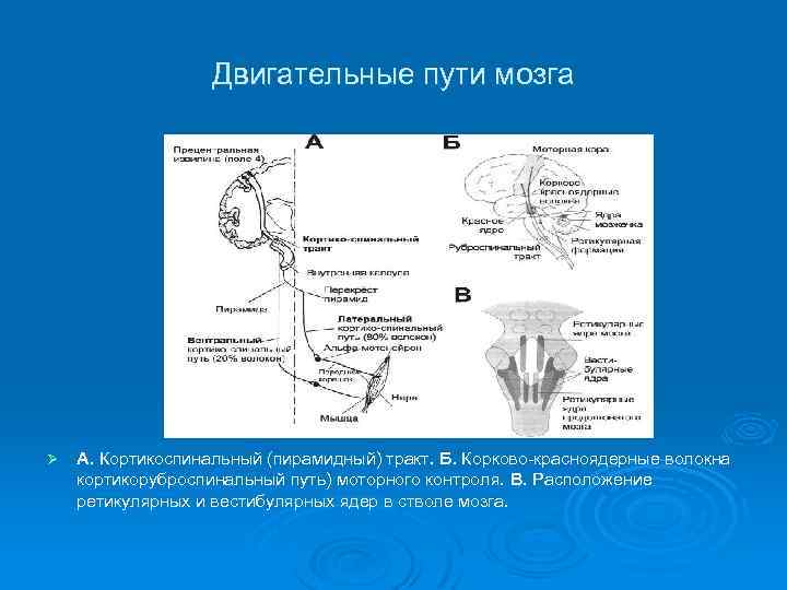 Вестибулярные ядра ствола мозга это вторичный центр