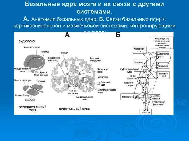 Базальные ядра мозга и их связи с другими системами. А. Анатомия базальных ядер. Б.
