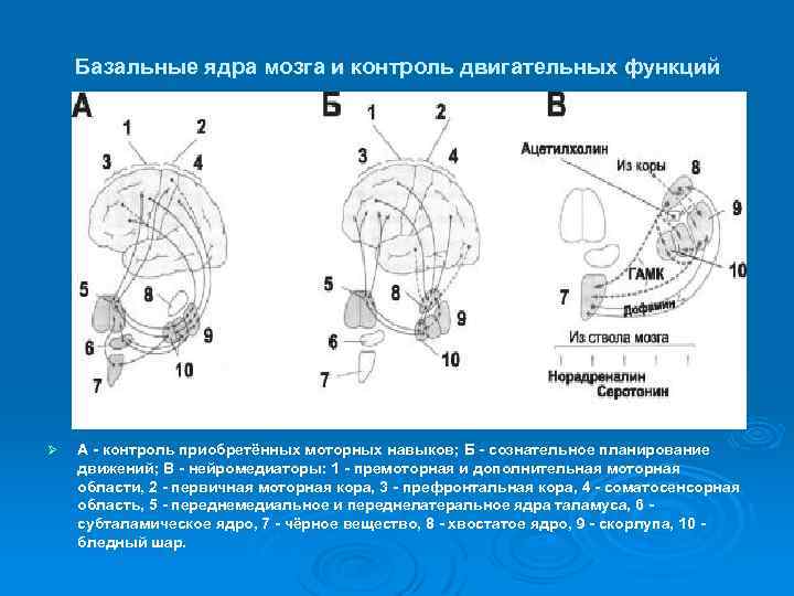 Базальные ядра мозга и контроль двигательных функций Ø А - контроль приобретённых моторных навыков;