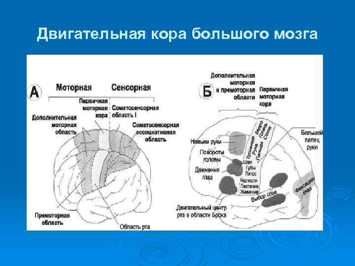 Двигательная кора большого мозга 