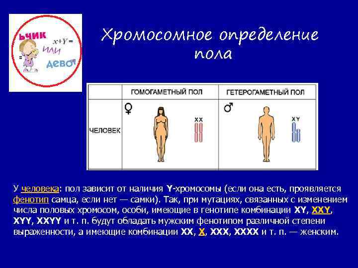 Хромосомное определение пола У человека: пол зависит от наличия Y-хромосомы (если она есть, проявляется