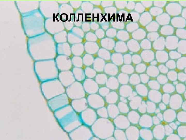 КОЛЛЕНХИМА 