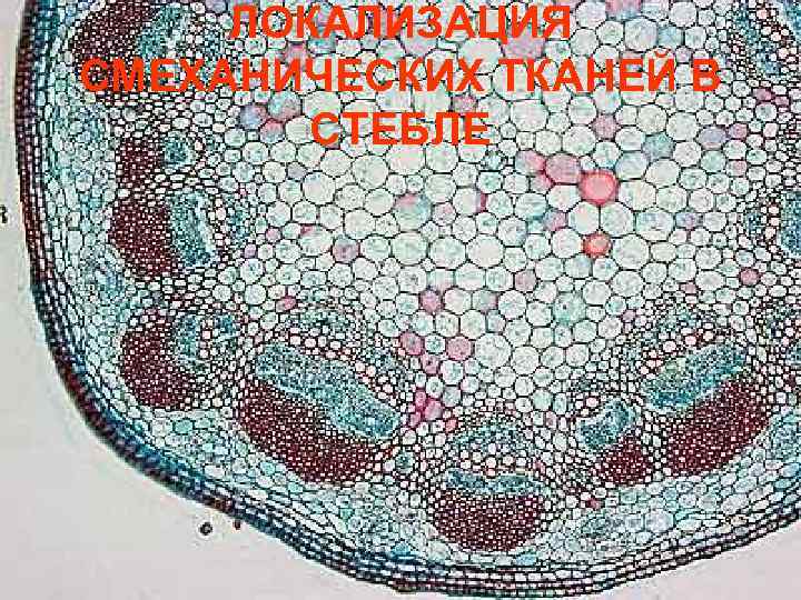 ЛОКАЛИЗАЦИЯ СМЕХАНИЧЕСКИХ ТКАНЕЙ В СТЕБЛЕ 