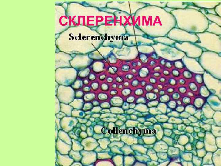 СКЛЕРЕНХИМА 