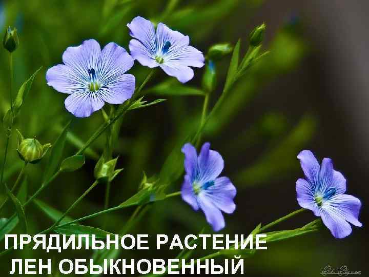 ПРЯДИЛЬНОЕ РАСТЕНИЕ ЛЕН ОБЫКНОВЕННЫЙ 