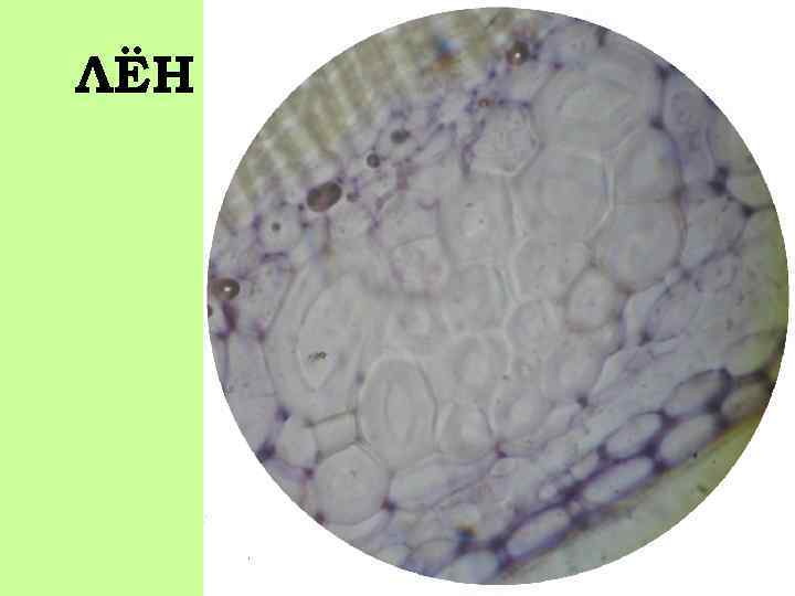ЛЁН ОБЫКНОВЕННЫЙ 