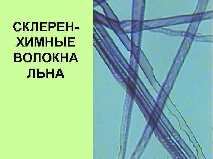 СКЛЕРЕНХИМНЫЕ ВОЛОКНА ЛЬНА 