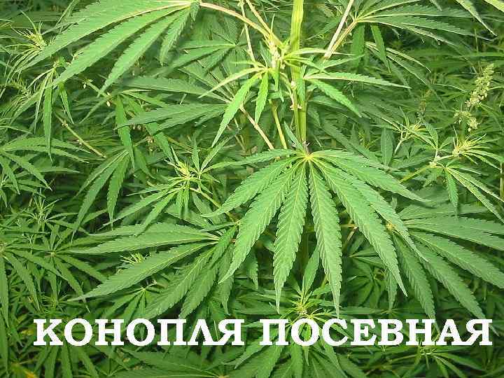 КОНОПЛЯ ПОСЕВНАЯ 