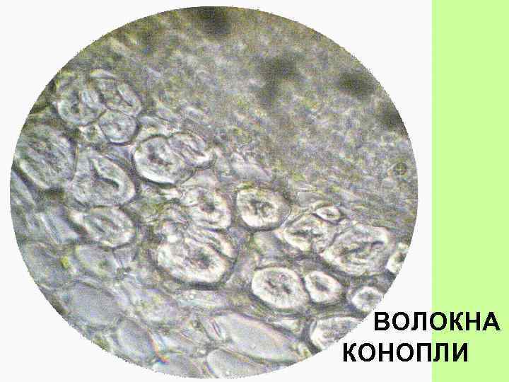 ВОЛОКНА КОНОПЛИ 